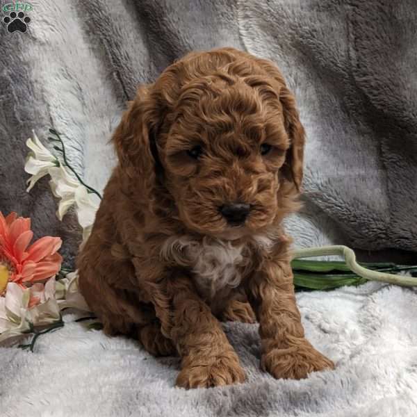 Melissa, Mini Goldendoodle Puppy